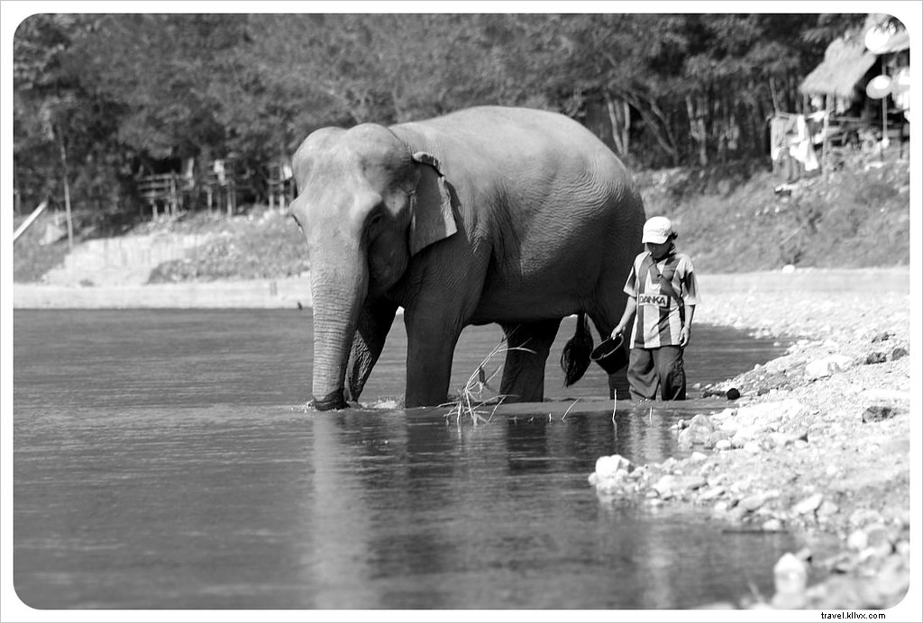 Aidez à guérir l âme d un éléphant au Elephant Nature Park de Chiang Mai