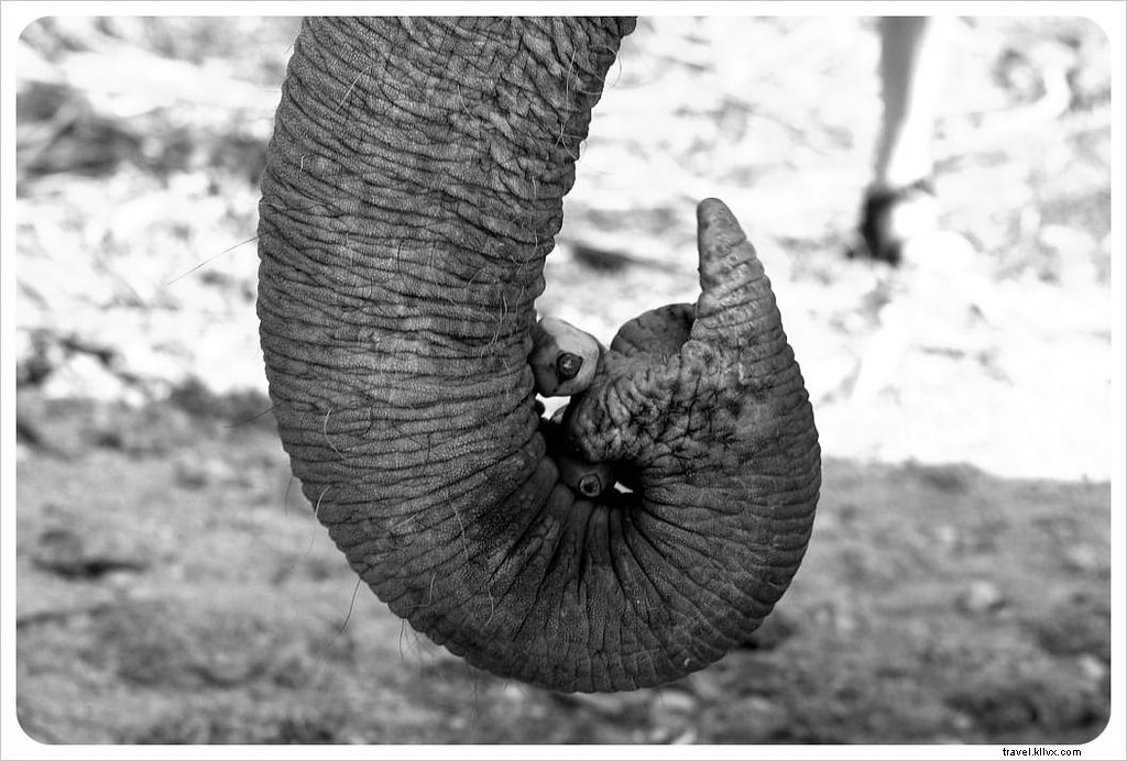 Aidez à guérir l âme d un éléphant au Elephant Nature Park de Chiang Mai