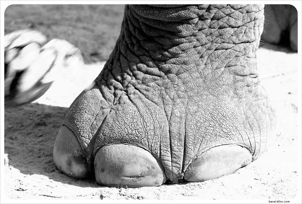 Aidez à guérir l âme d un éléphant au Elephant Nature Park de Chiang Mai