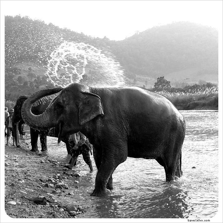 Aidez à guérir l âme d un éléphant au Elephant Nature Park de Chiang Mai