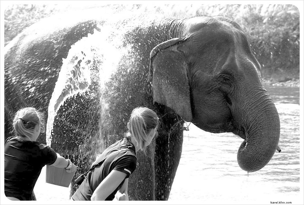 Aidez à guérir l âme d un éléphant au Elephant Nature Park de Chiang Mai
