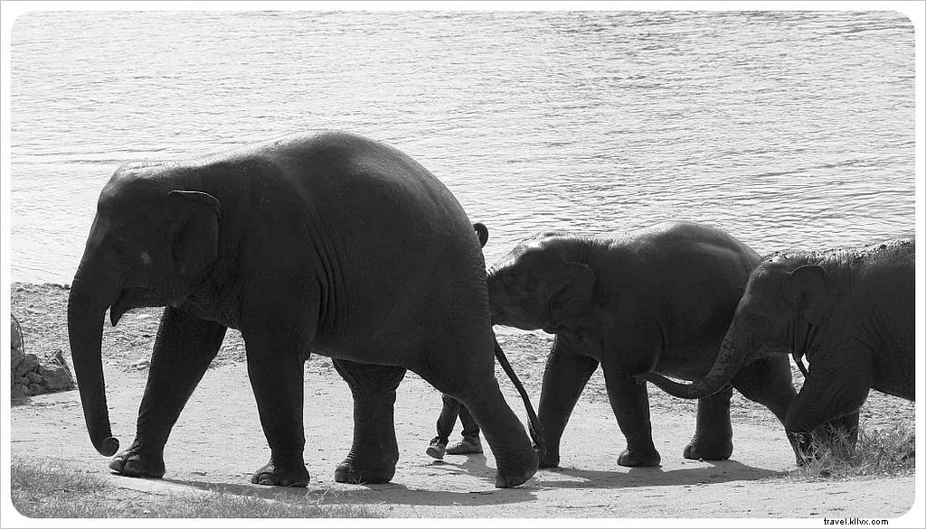 Aidez à guérir l âme d un éléphant au Elephant Nature Park de Chiang Mai