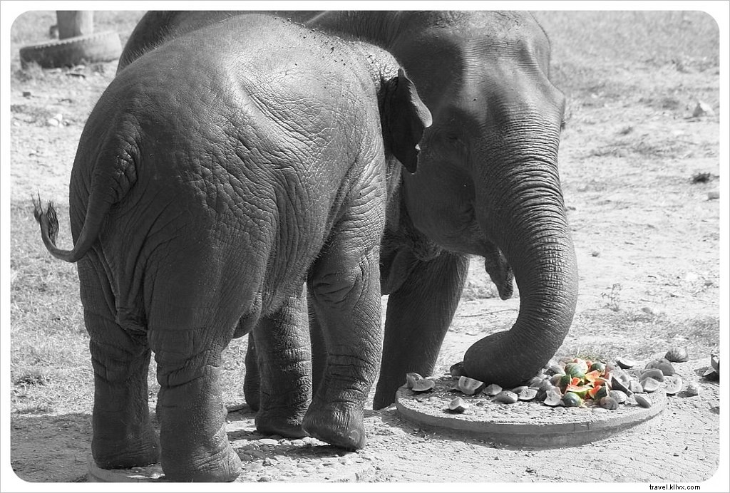 Aidez à guérir l âme d un éléphant au Elephant Nature Park de Chiang Mai