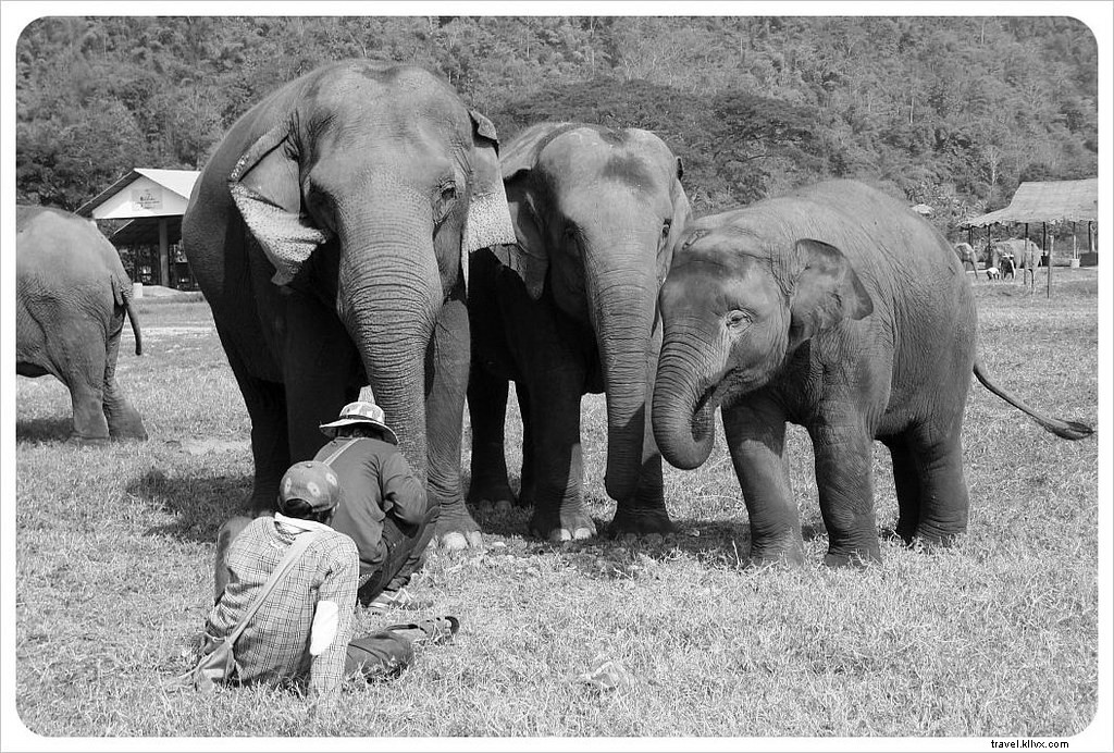 Aidez à guérir l âme d un éléphant au Elephant Nature Park de Chiang Mai