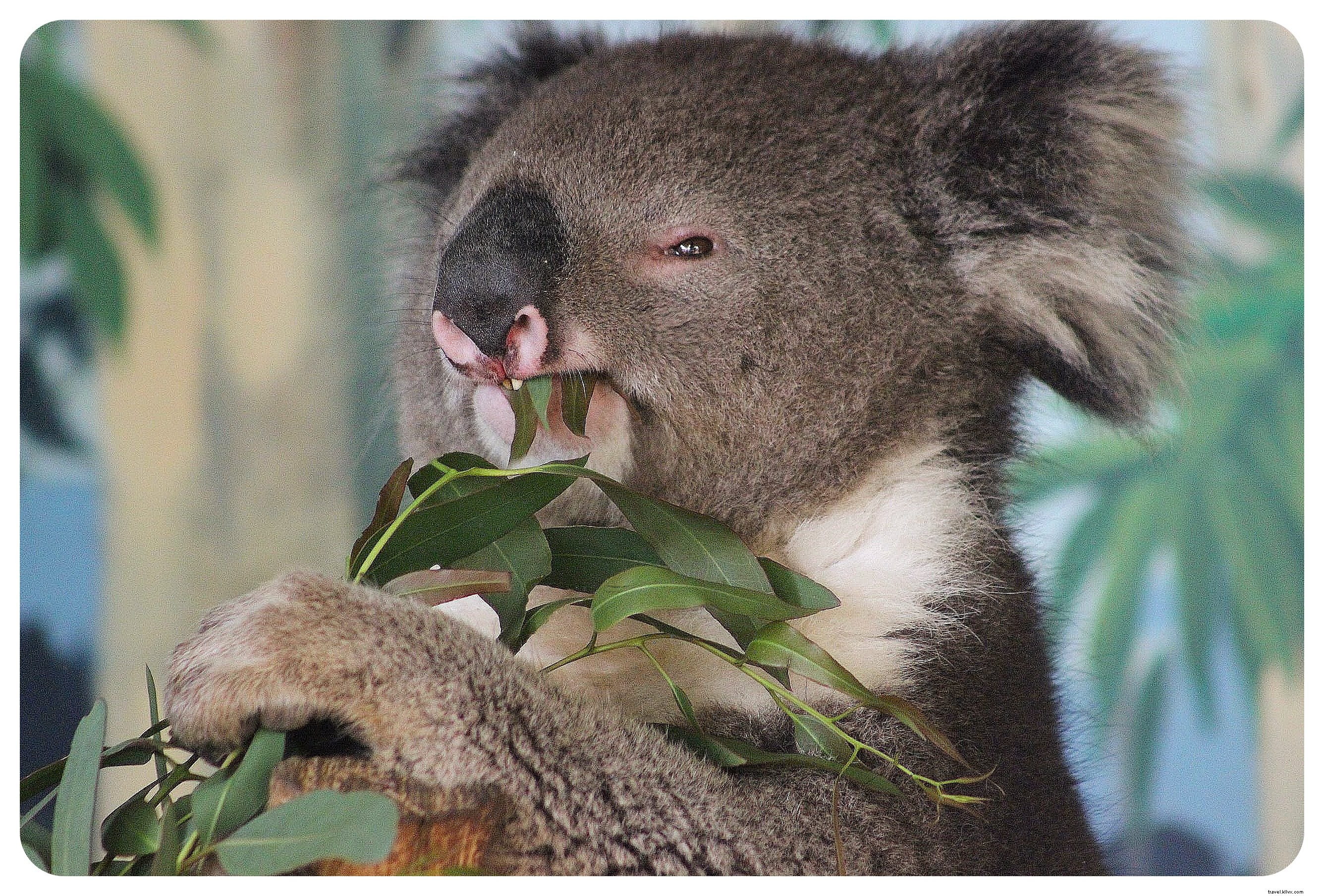 Ma liste ultime d activités à faire en Australie