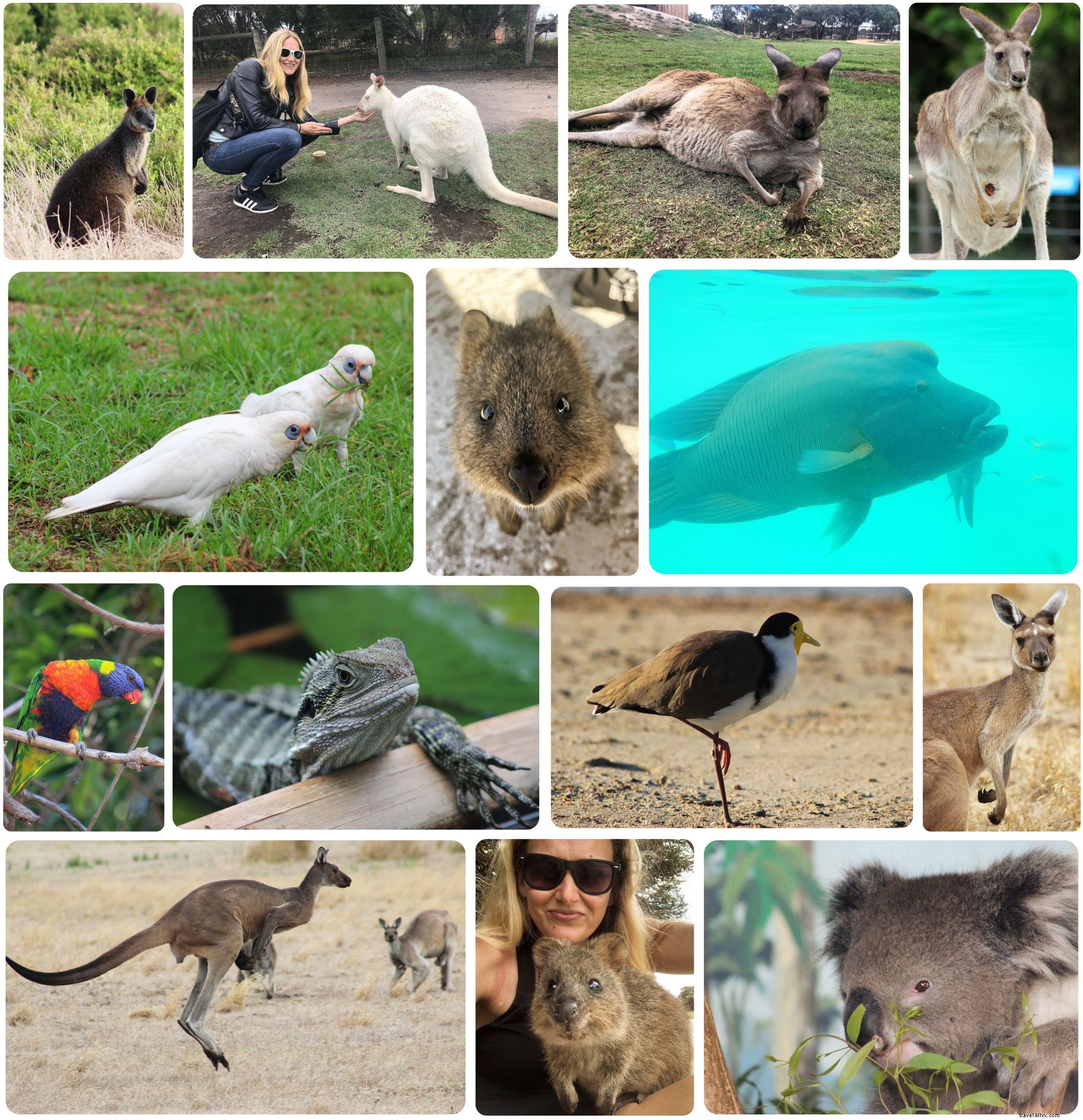 Mes six meilleurs moments de voyage en Australie