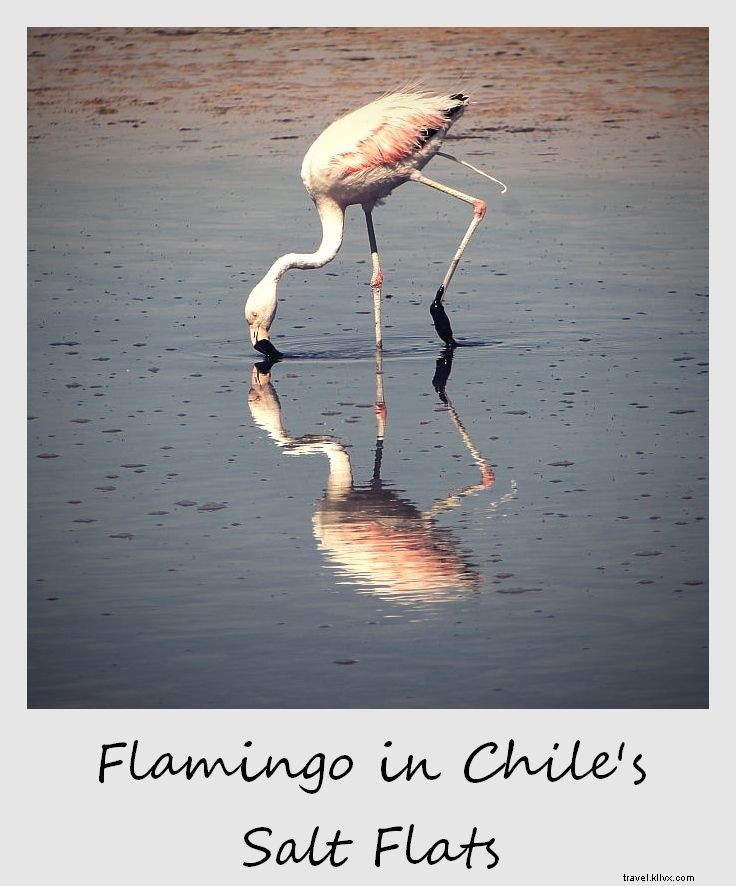 Polaroïd de la semaine : flamants roses dans les salines du Chili