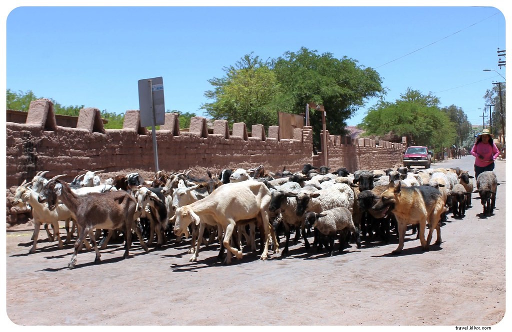 S immerger dans l âme du désert à San Pedro de Atacama