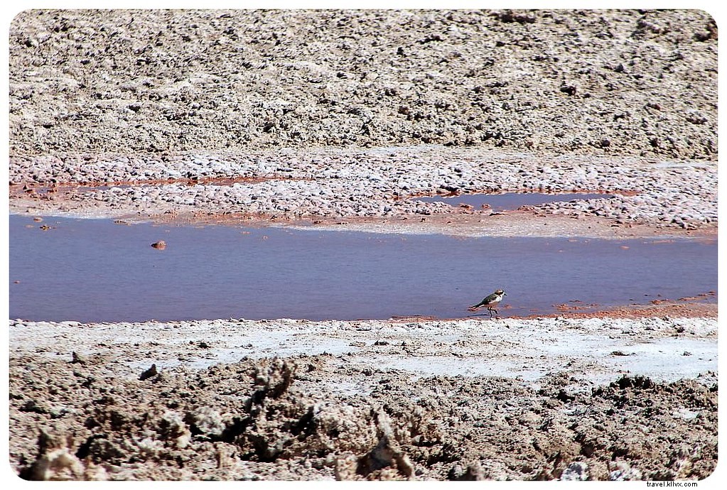 Des paysages d’un autre monde : le désert d’Atacama, Chili
