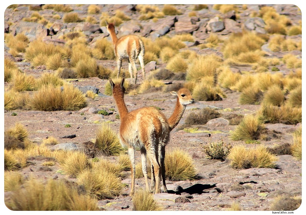 Des paysages d’un autre monde : le désert d’Atacama, Chili