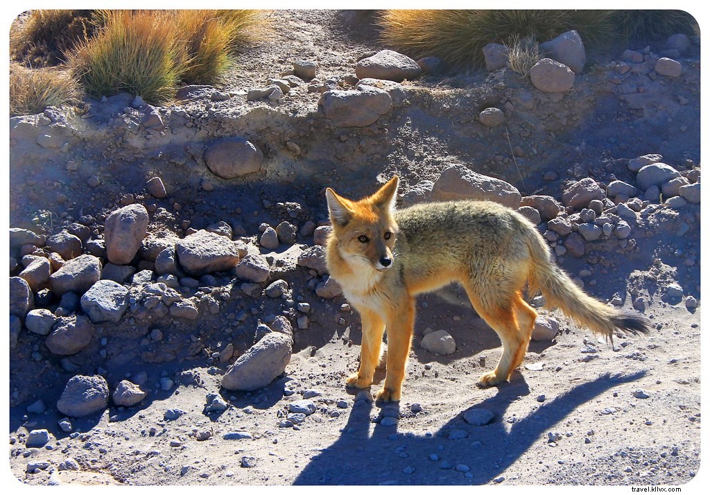 Des paysages d’un autre monde : le désert d’Atacama, Chili