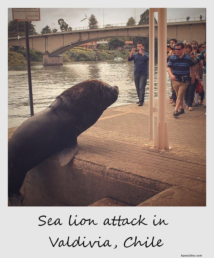 Polaroid de la semaine : une attaque de lions de mer à Valdivia, Chili
