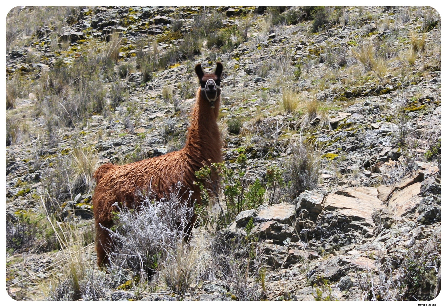 Au bord du lac Titicaca : exploration de la Bolivie rurale lors d une randonnée de 20 km