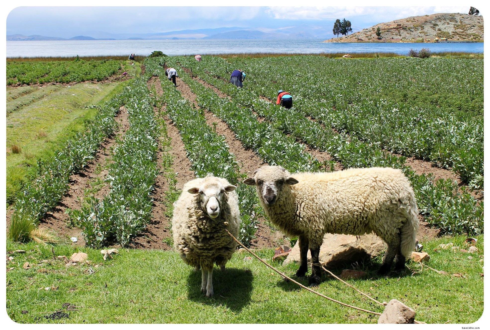 Au bord du lac Titicaca : exploration de la Bolivie rurale lors d une randonnée de 20 km