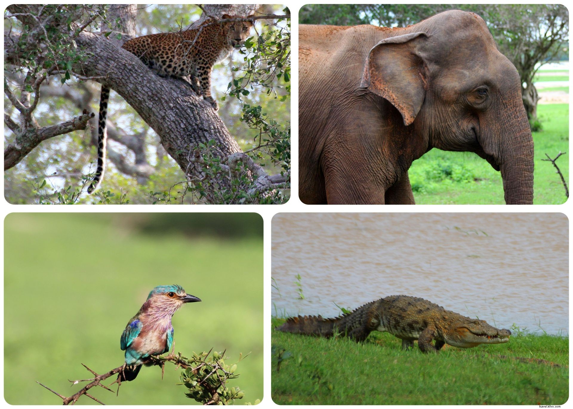 Sur le sentier de la Cannelle au Sri Lanka : itinéraire recommandé