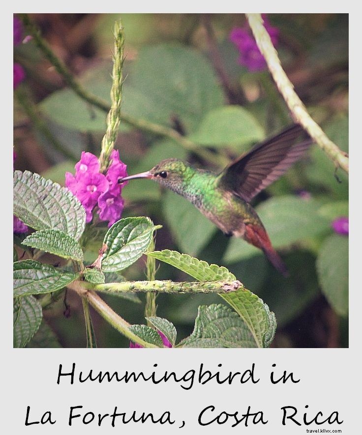 Polaroid de la semaine : colibri à La Fortuna, Costa Rica