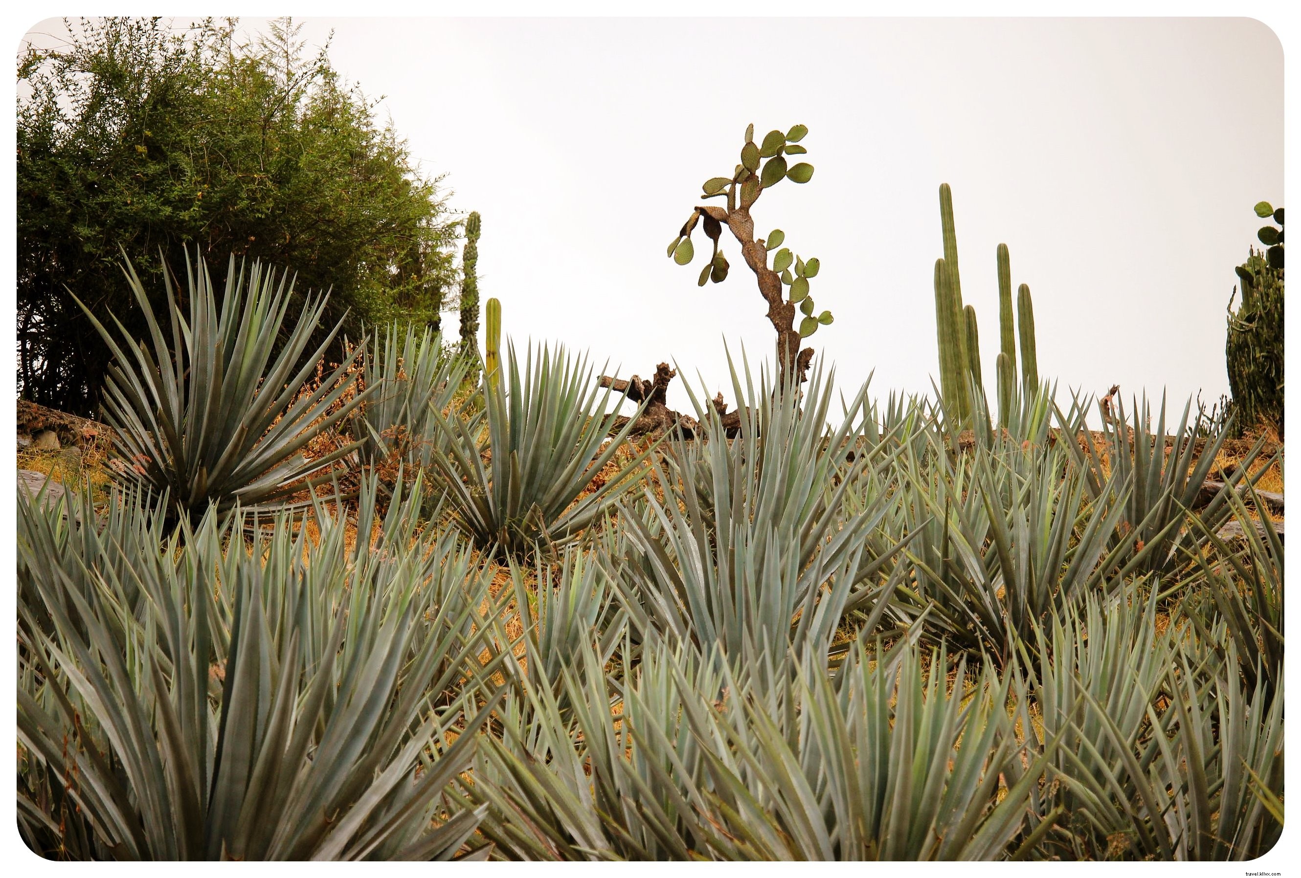 Tequila, Art et mariachis : vivre le vrai Mexique à Guadalajara