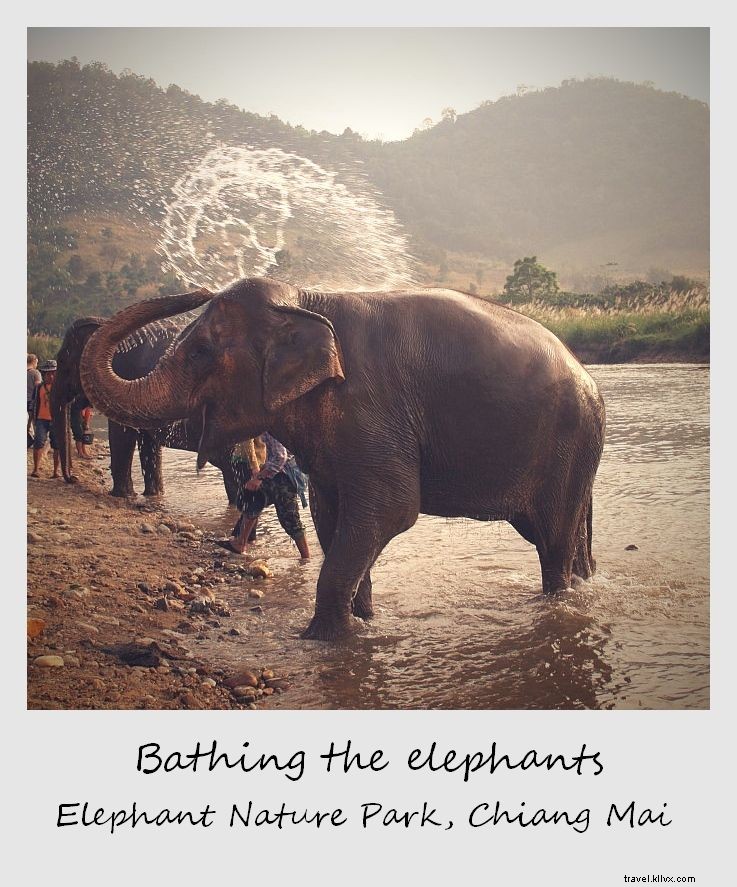 Polaroid de la semaine : des éléphants se baignent à Chiang Mai, Thaïlande