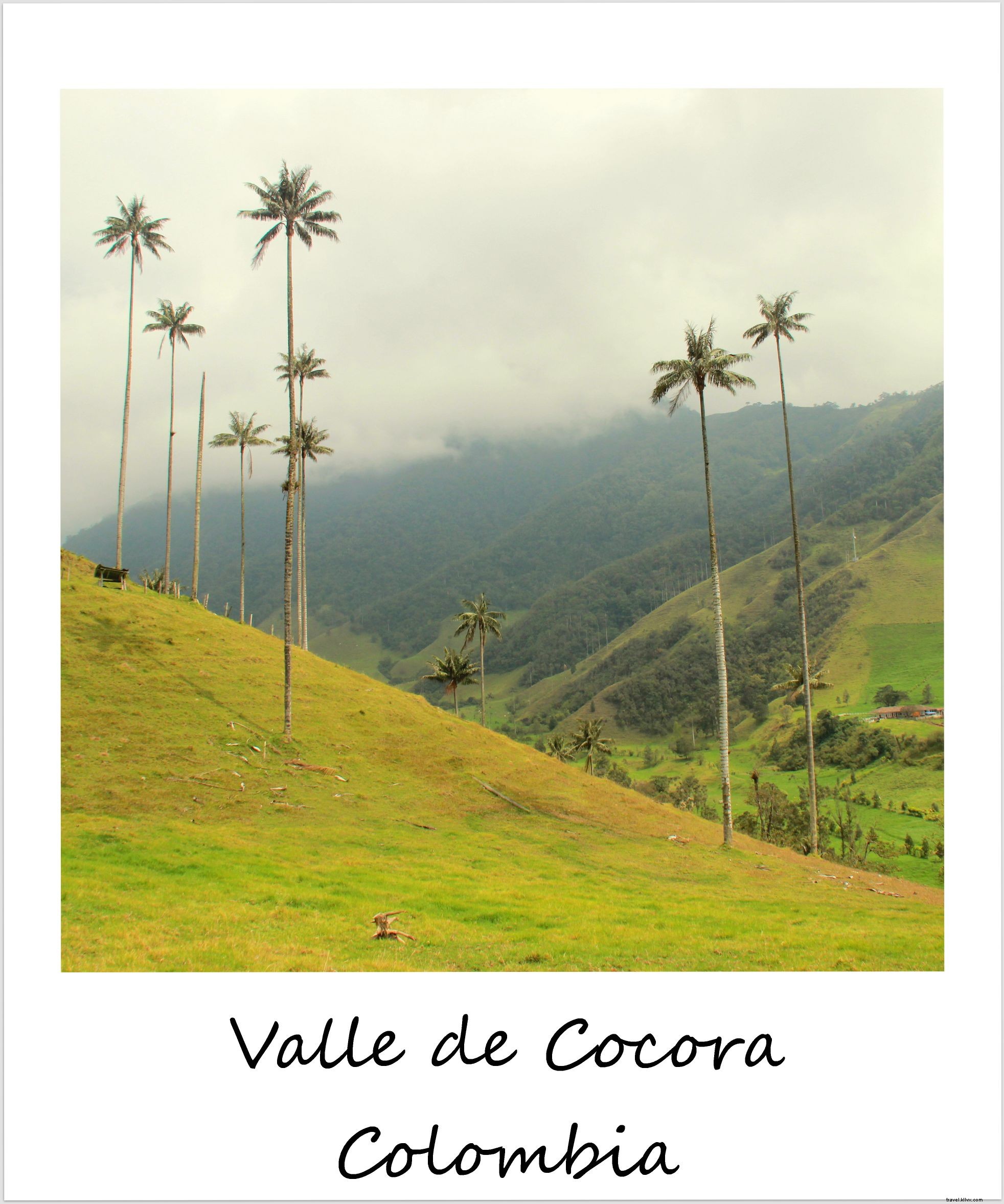 Polaroid de la semaine : la magnifique vallée de Cocora en Colombie