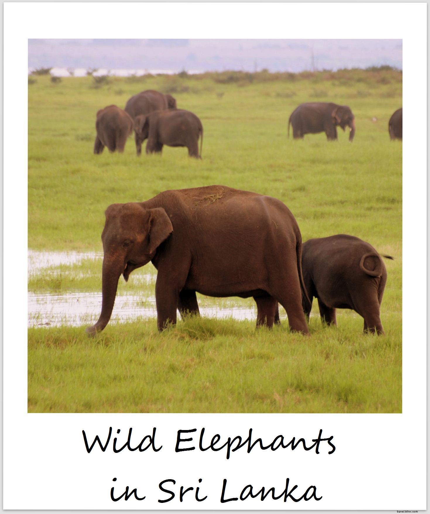 Polaroïd de la semaine : les éléphants du Sri Lanka