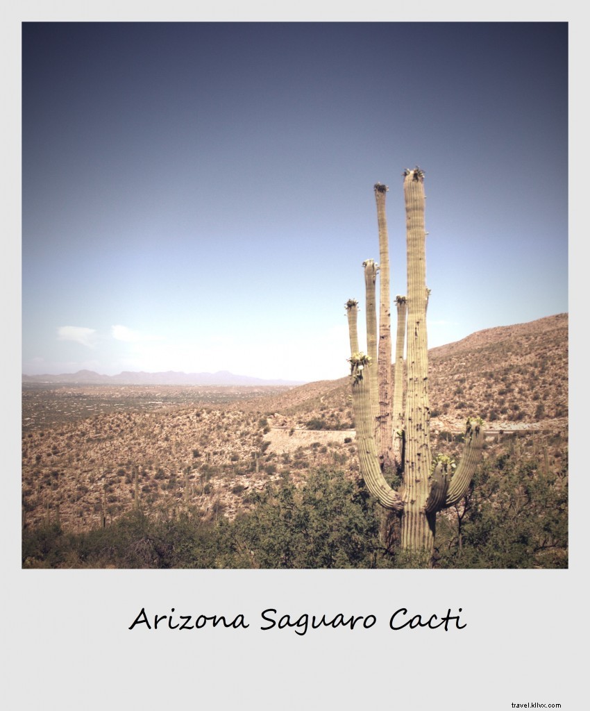 Polaroid de la semaine : le cactus saguaro