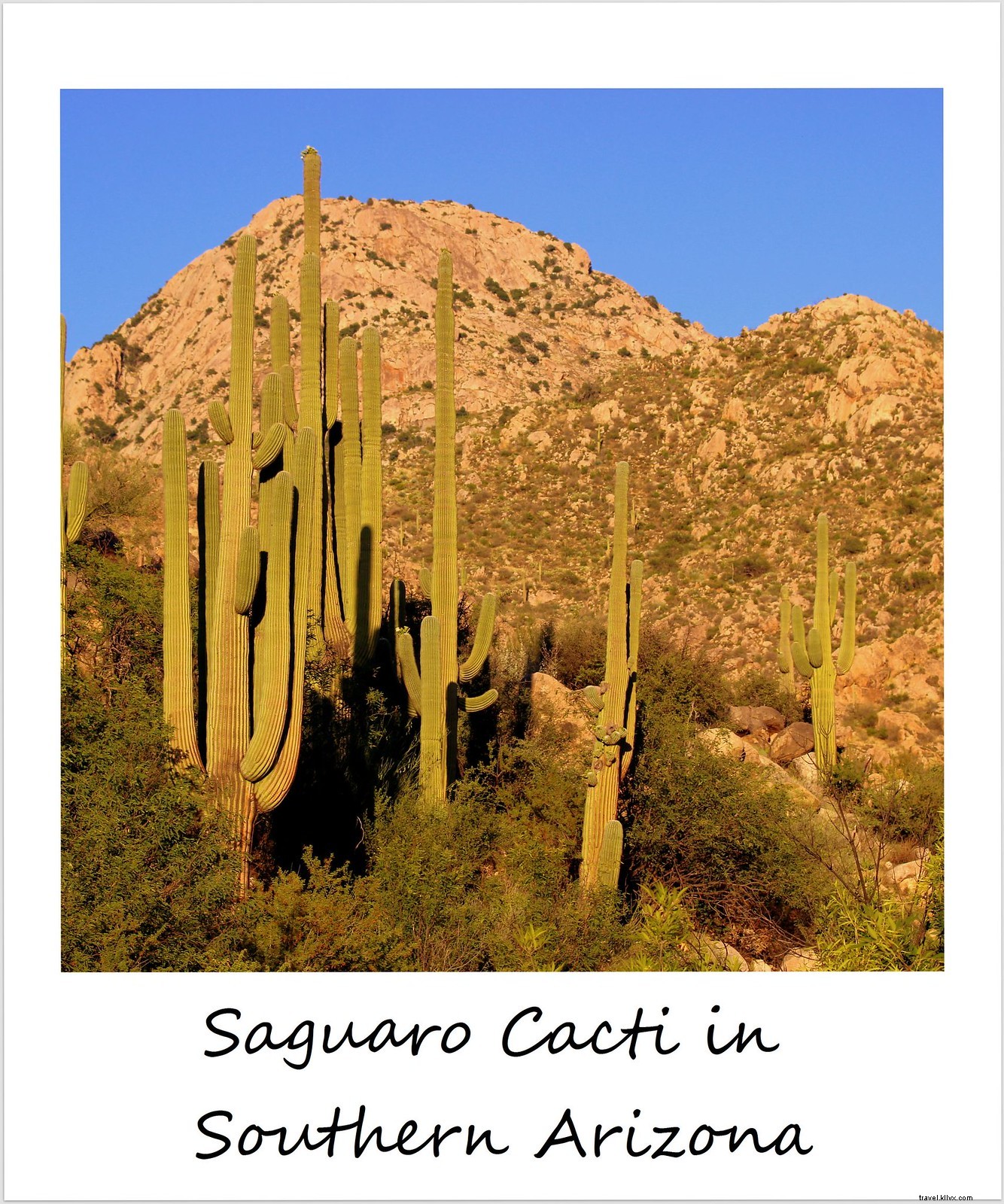 Polaroid de la semaine : le printemps dans le sud de l Arizona