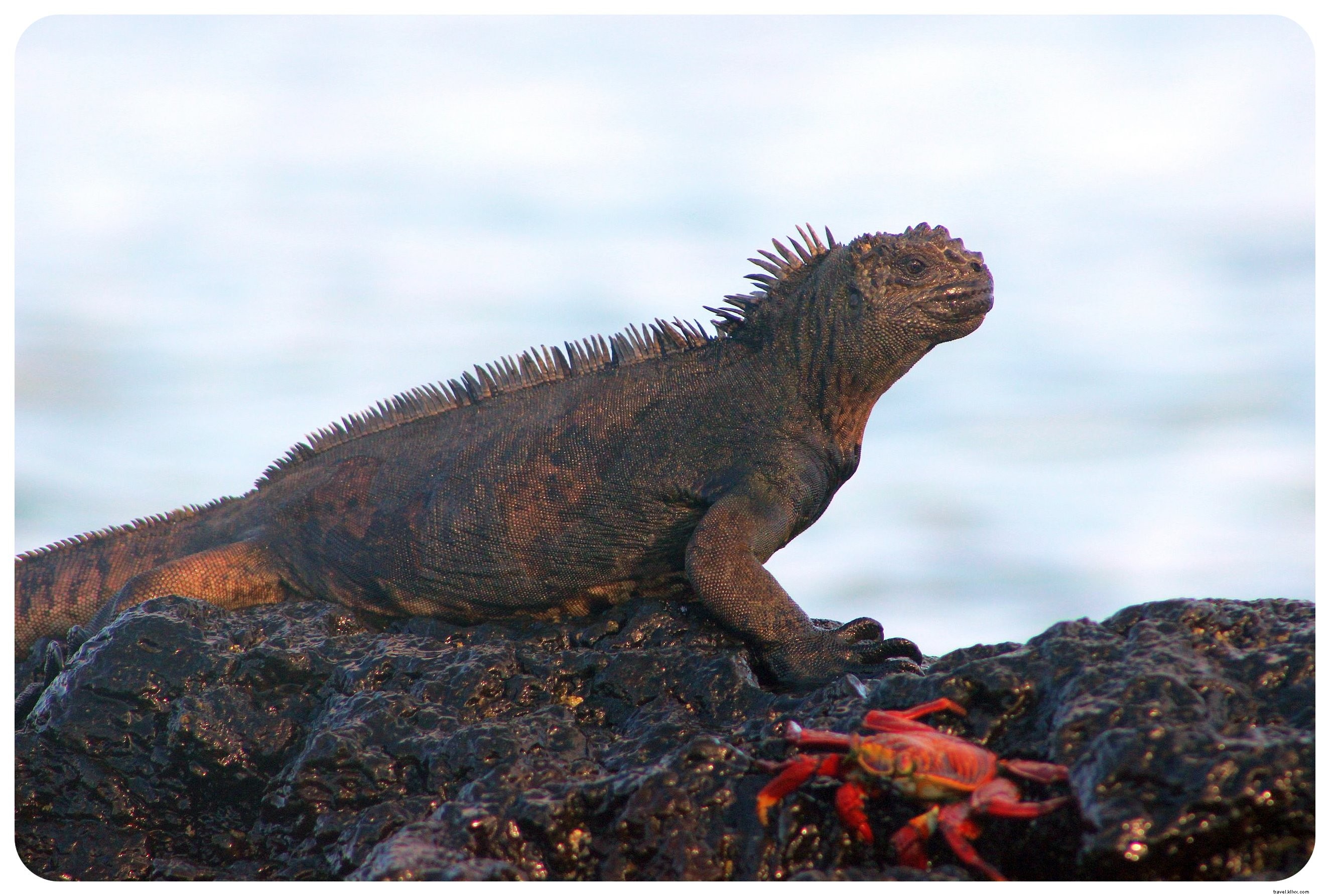 Ma croisière aux îles Galápagos : un rêve devenu réalité