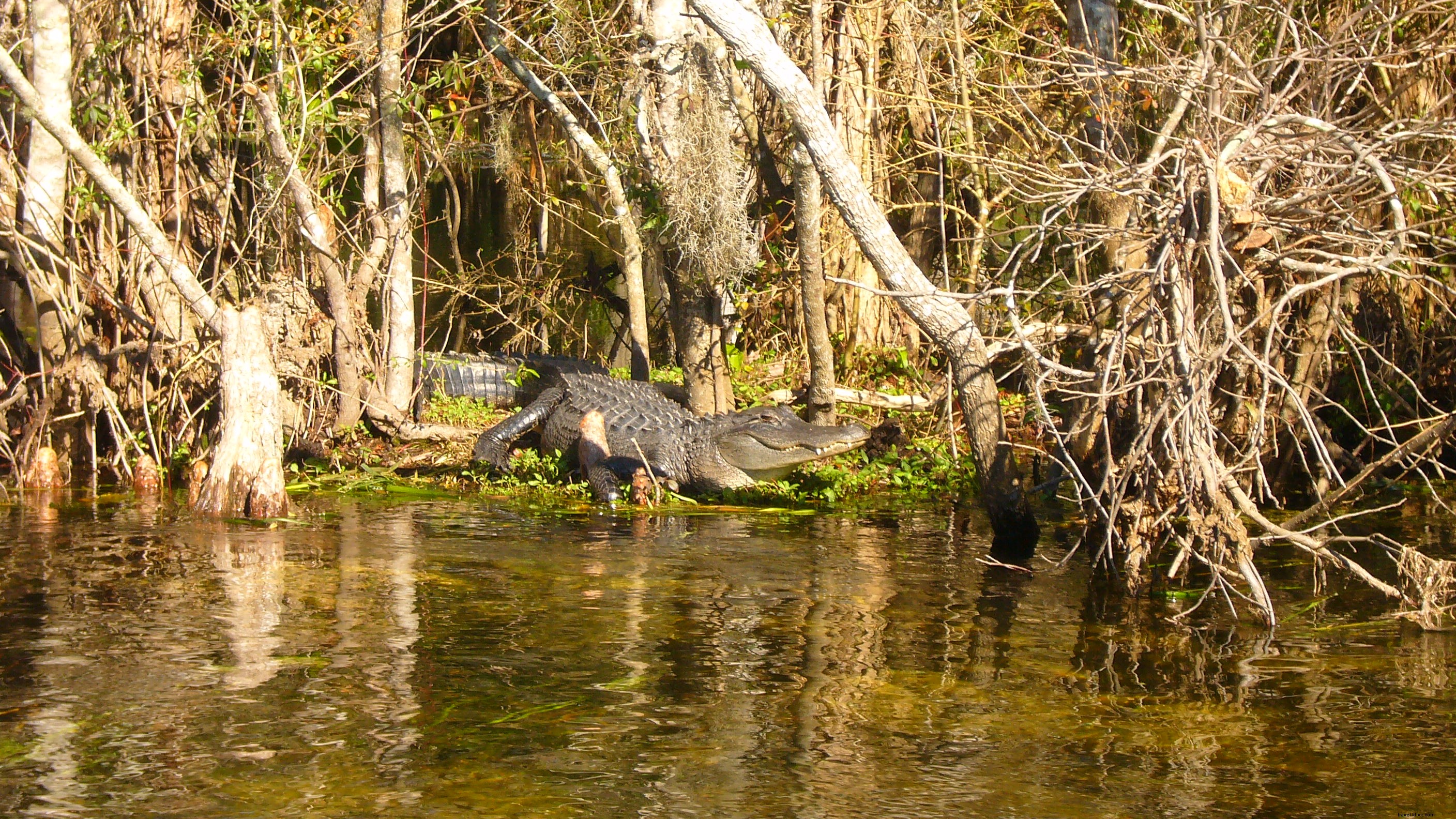 Les trois road‑trips les plus épiques de Floride