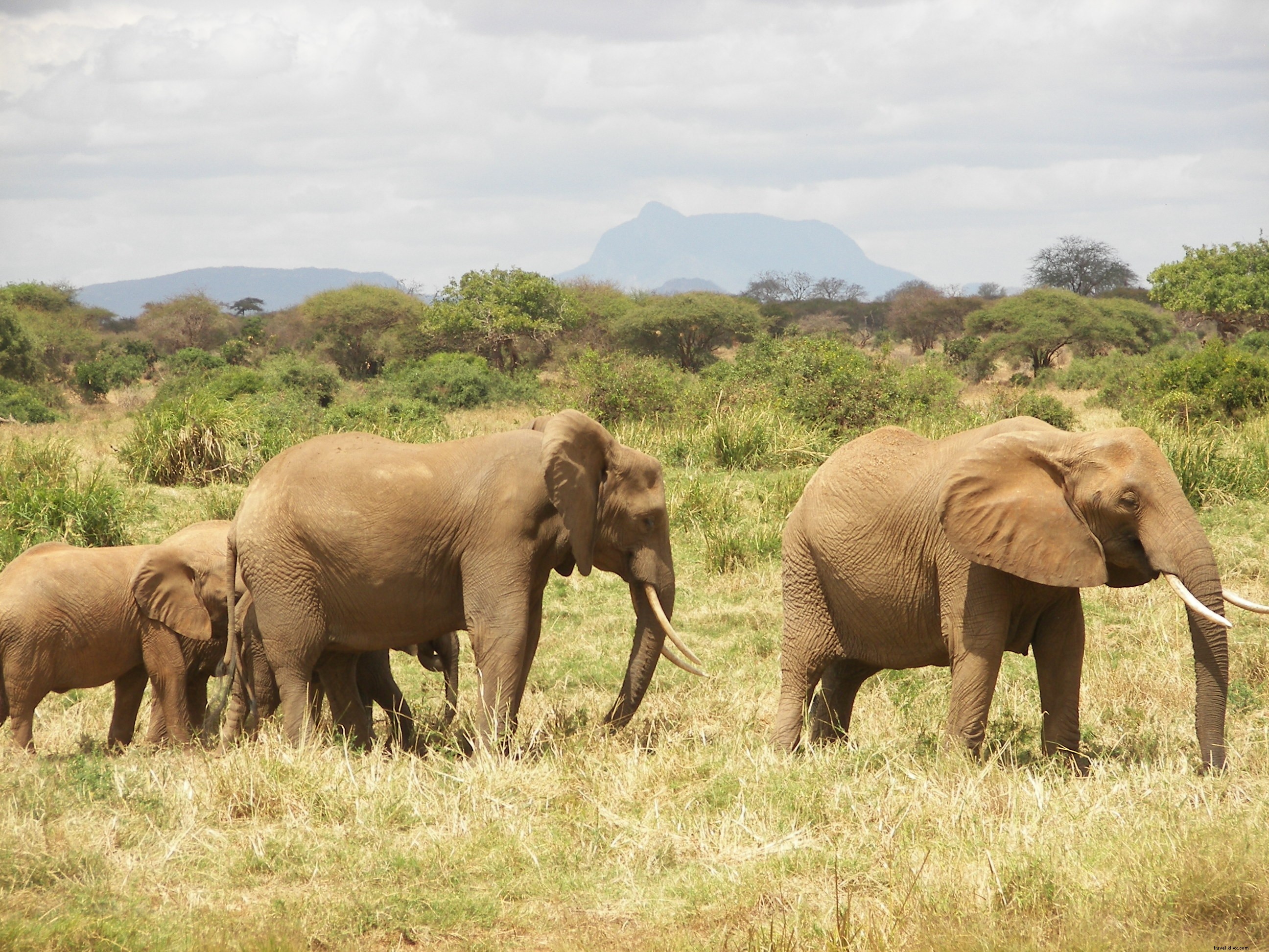 Les cinq incontournables à faire au Kenya