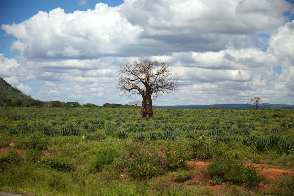 Les cinq incontournables à faire au Kenya
