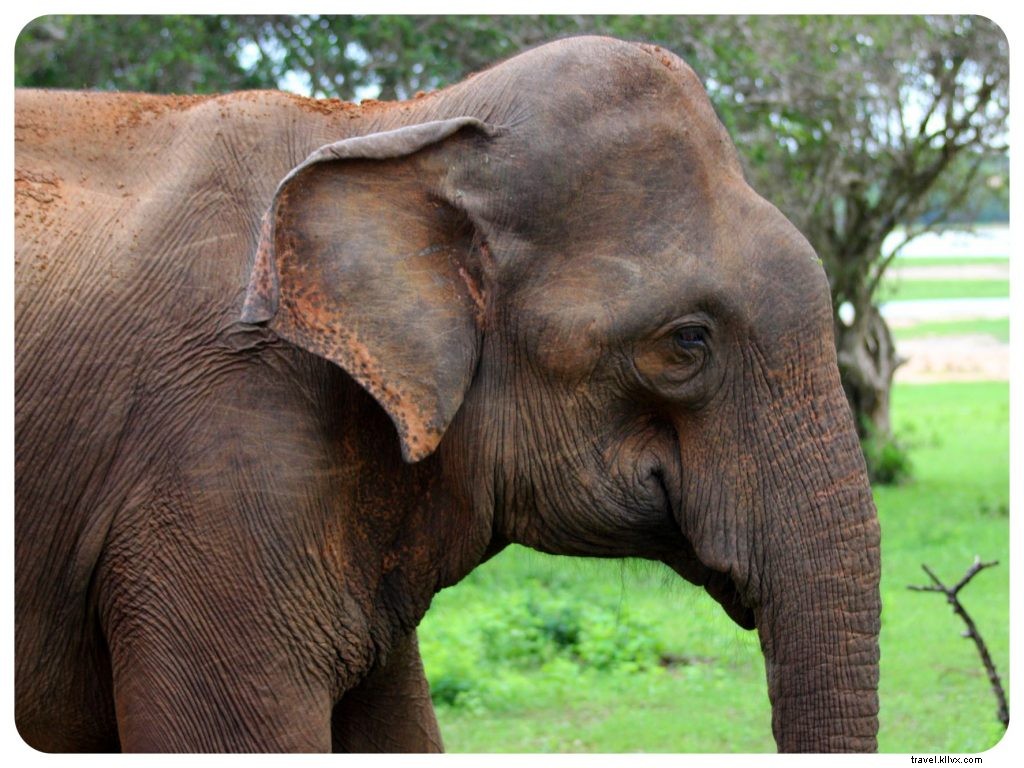 À la recherche du léopard insaisissable au Sri Lanka