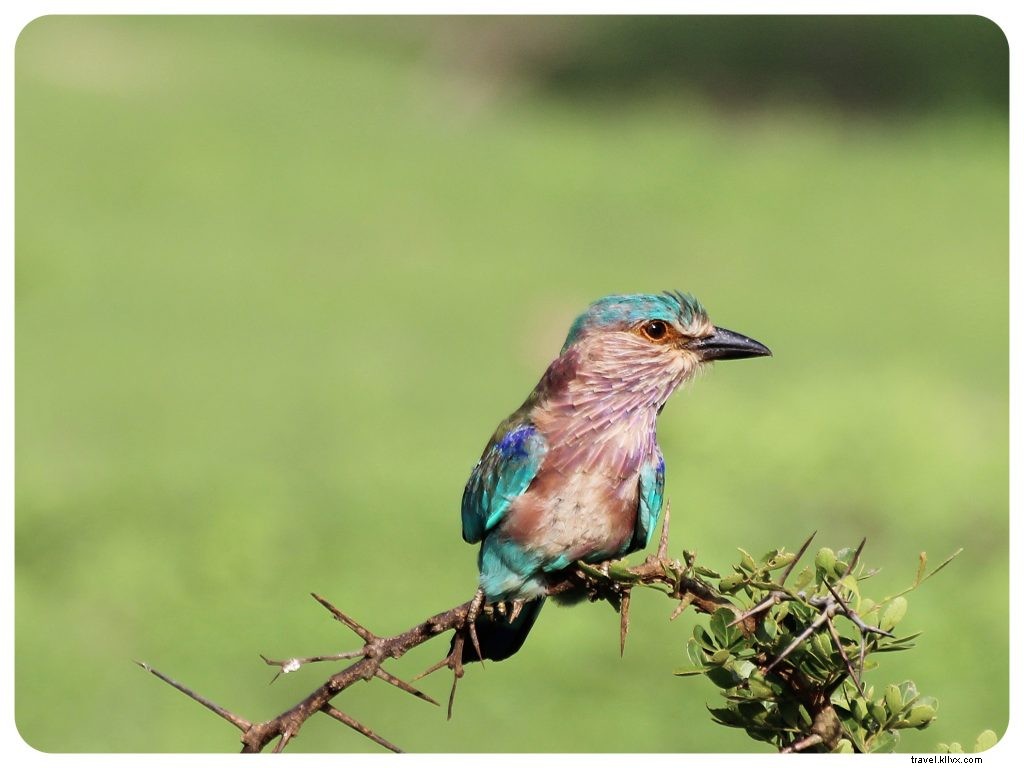 À la recherche du léopard insaisissable au Sri Lanka