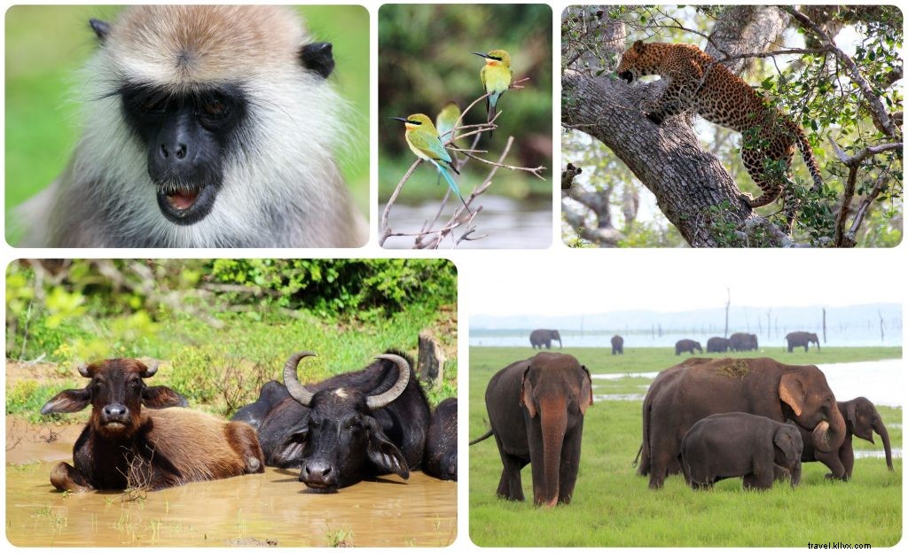 À la recherche du léopard insaisissable au Sri Lanka