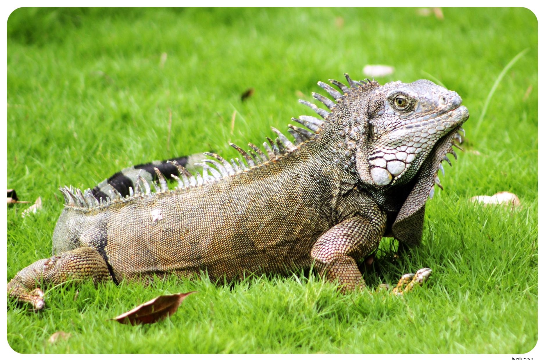 Comment les iguanes ont redonné vie à Guayaquil