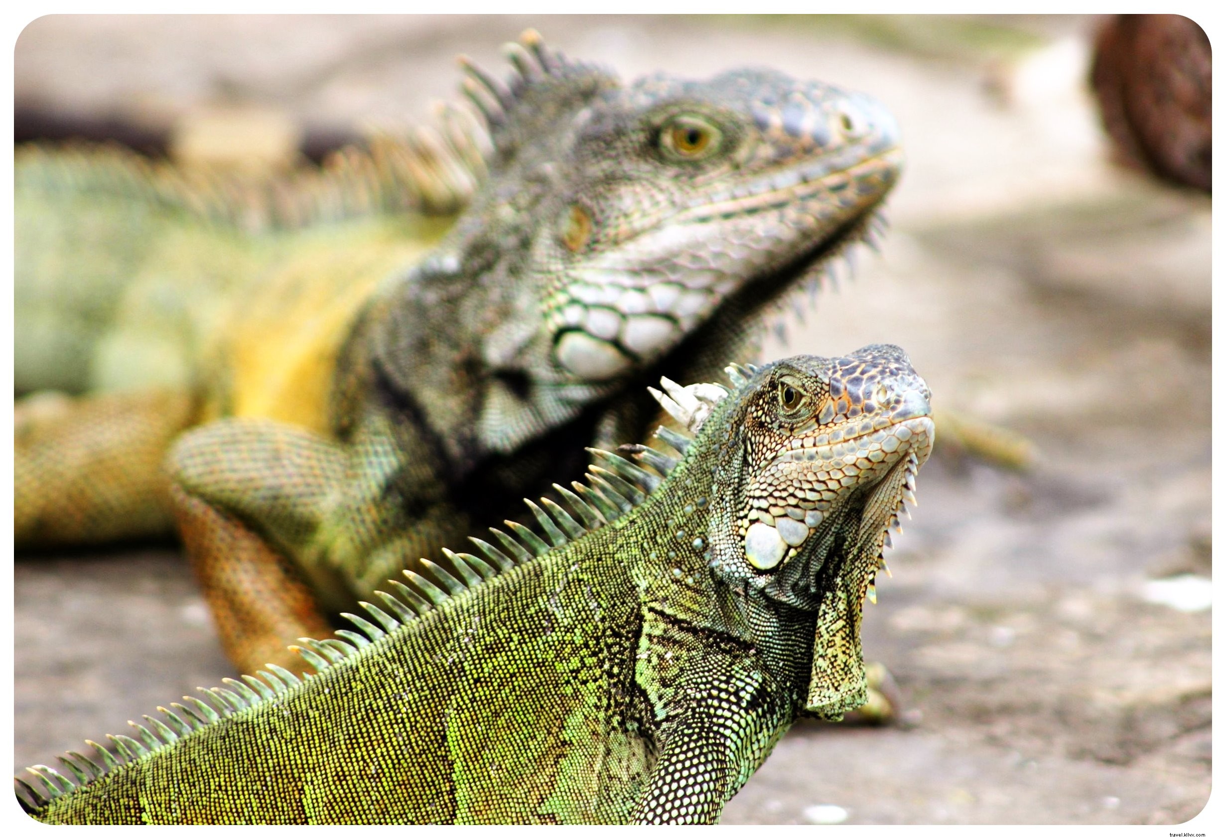 Comment les iguanes ont redonné vie à Guayaquil