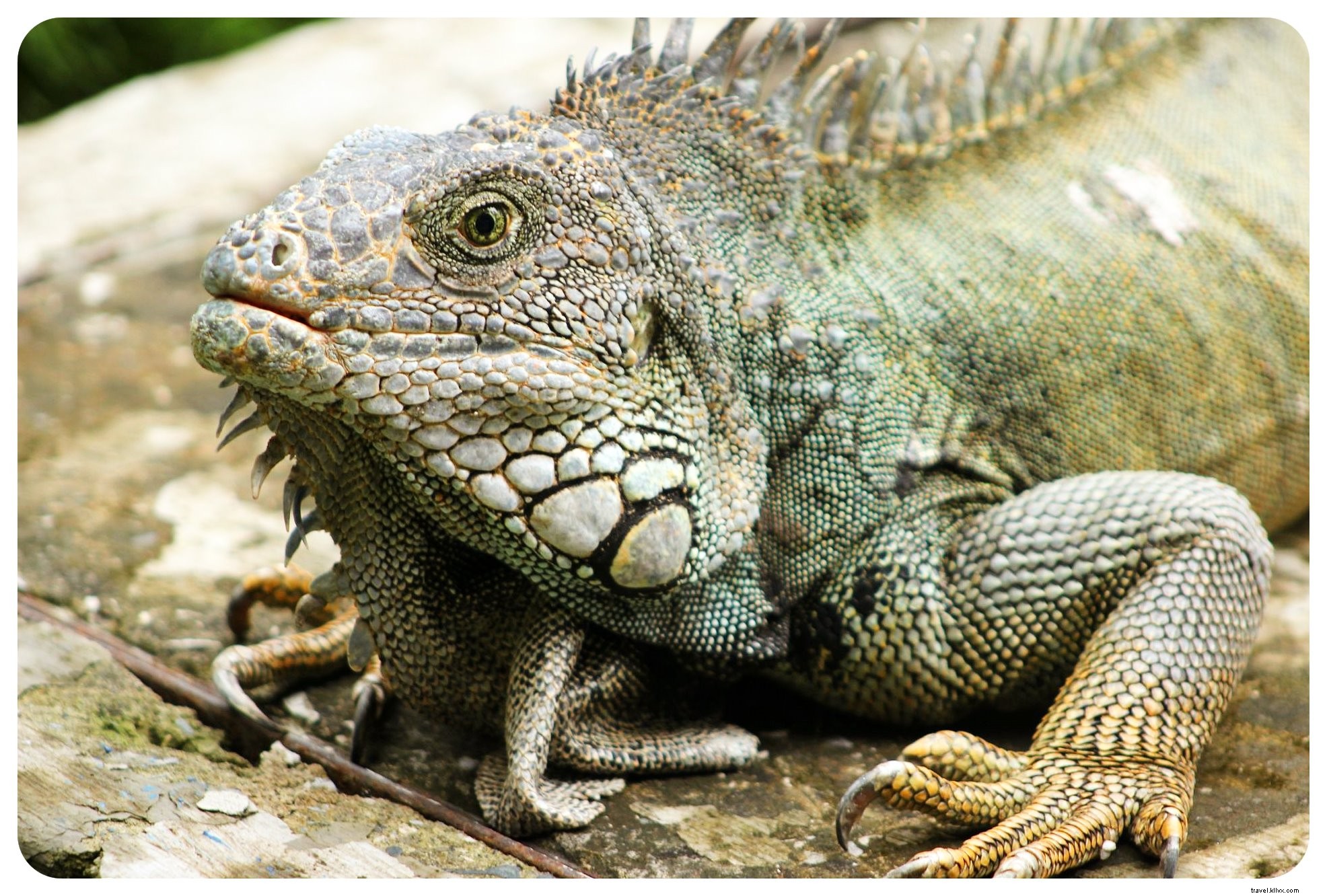 Comment les iguanes ont redonné vie à Guayaquil