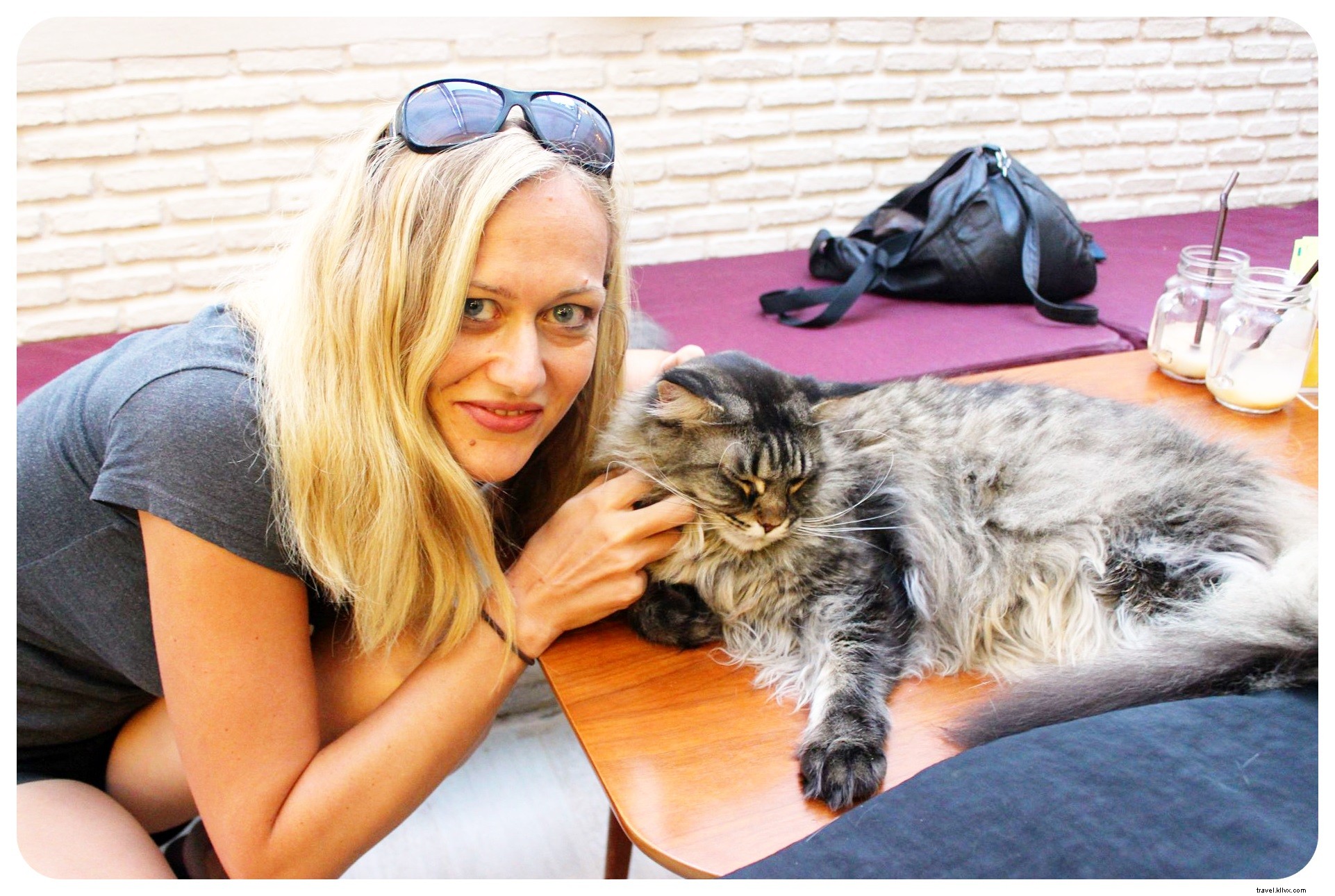Pattes, moustaches et cappuccinos : immersion au Cat Café de Bangkok