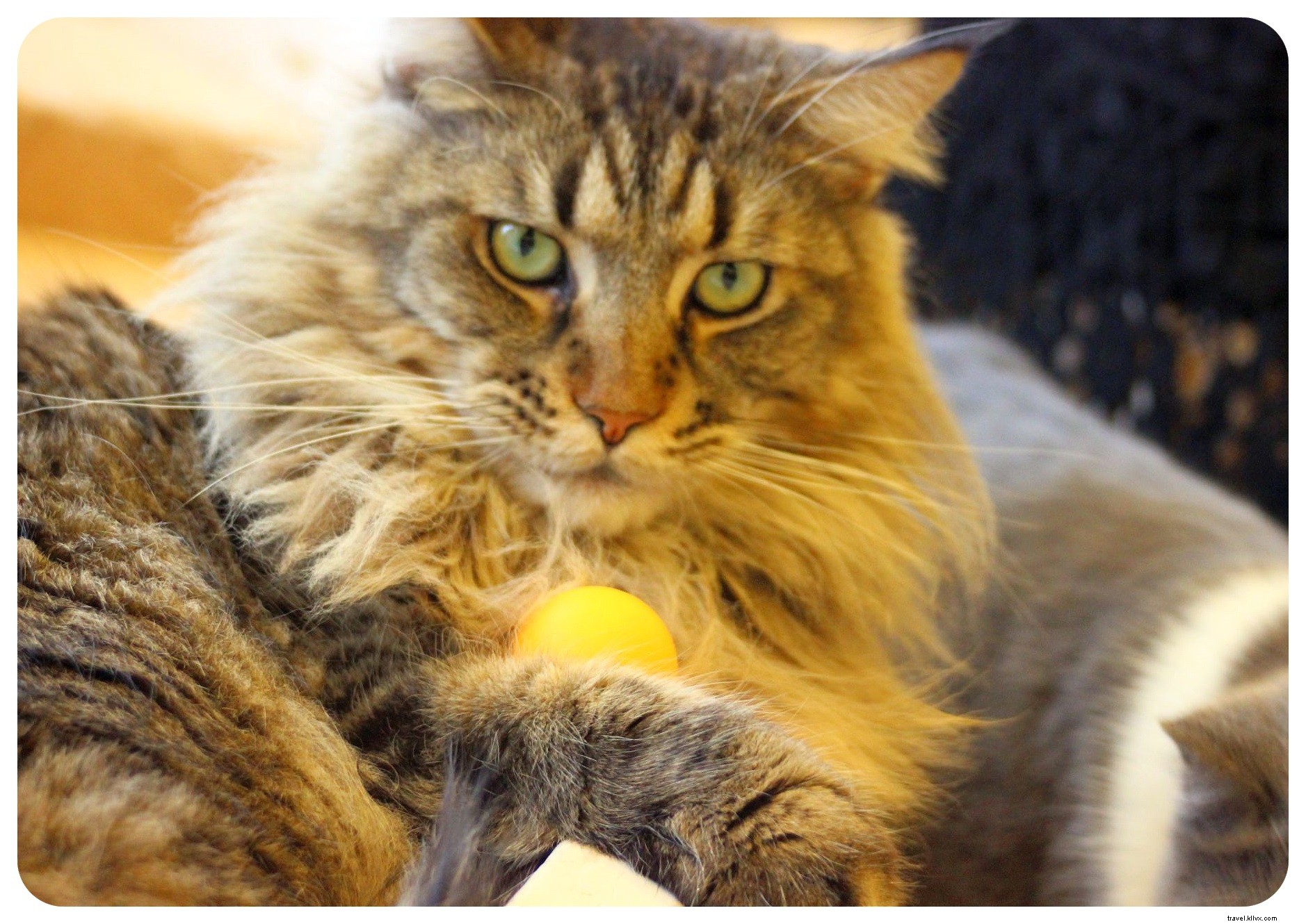 Pattes, moustaches et cappuccinos : immersion au Cat Café de Bangkok