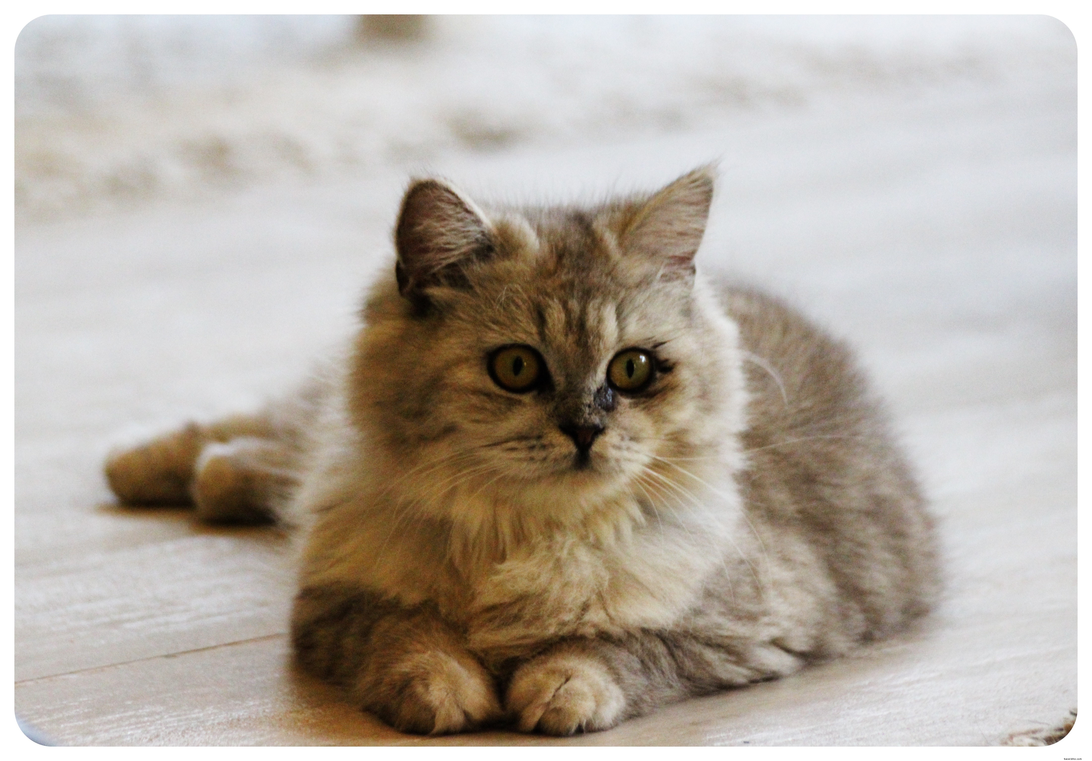 Pattes, moustaches et cappuccinos : immersion au Cat Café de Bangkok