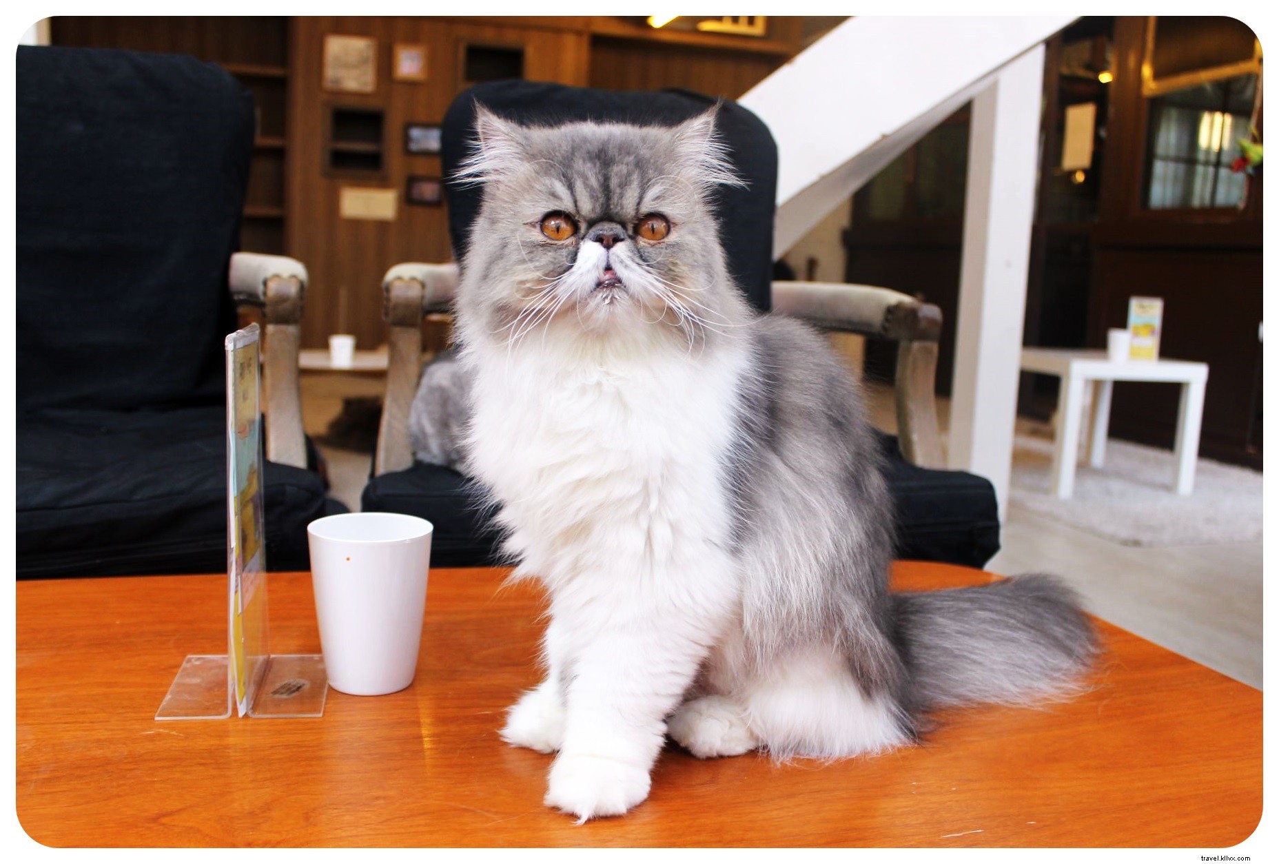 Pattes, moustaches et cappuccinos : immersion au Cat Café de Bangkok