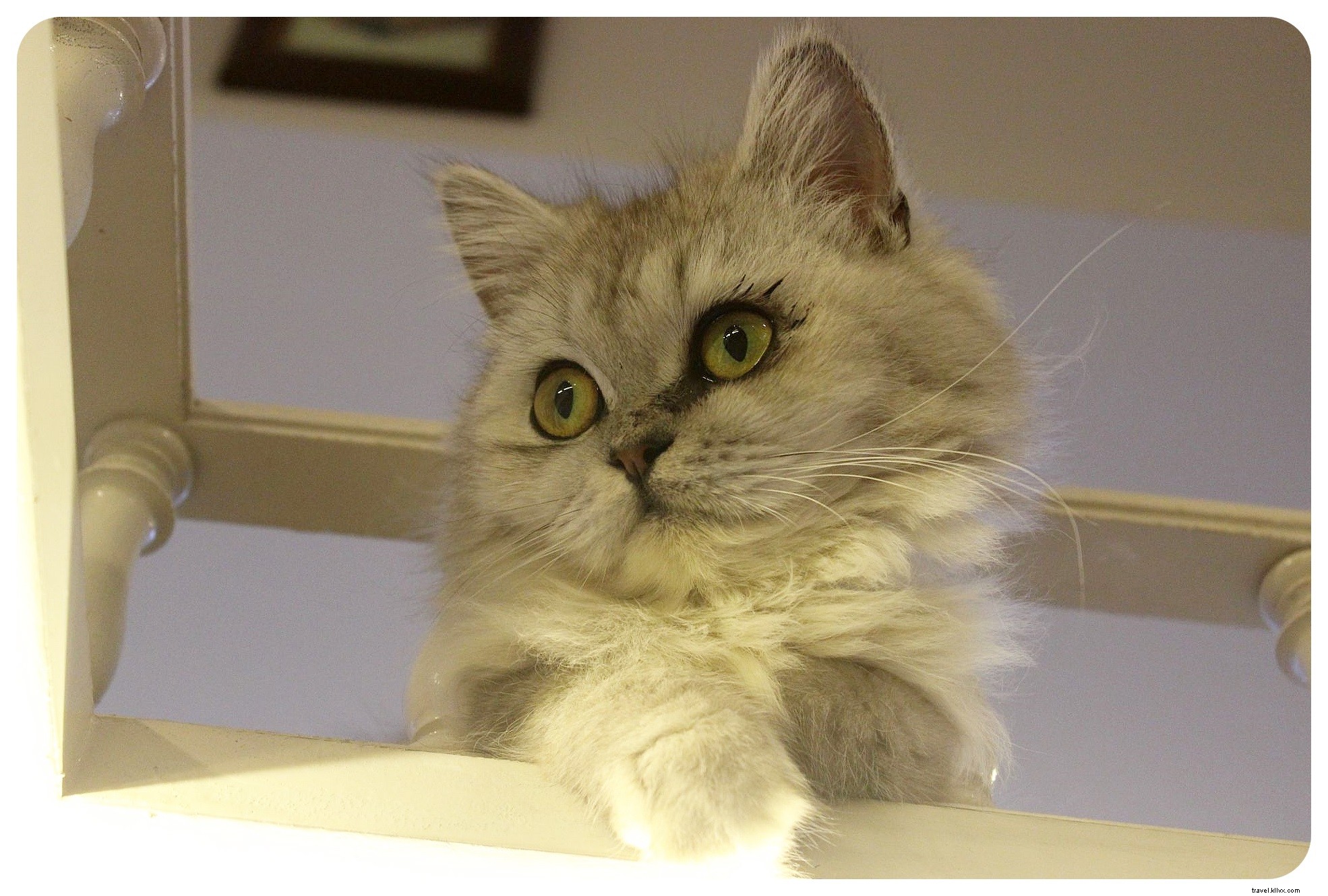 Pattes, moustaches et cappuccinos : immersion au Cat Café de Bangkok