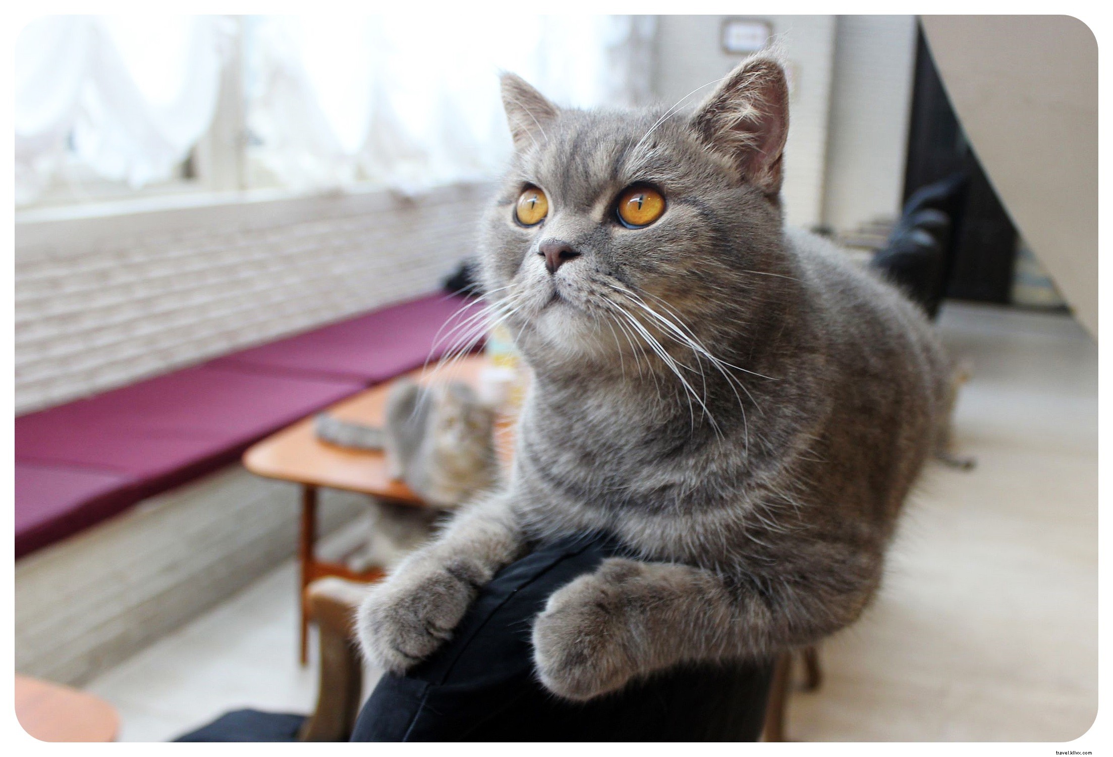 Pattes, moustaches et cappuccinos : immersion au Cat Café de Bangkok