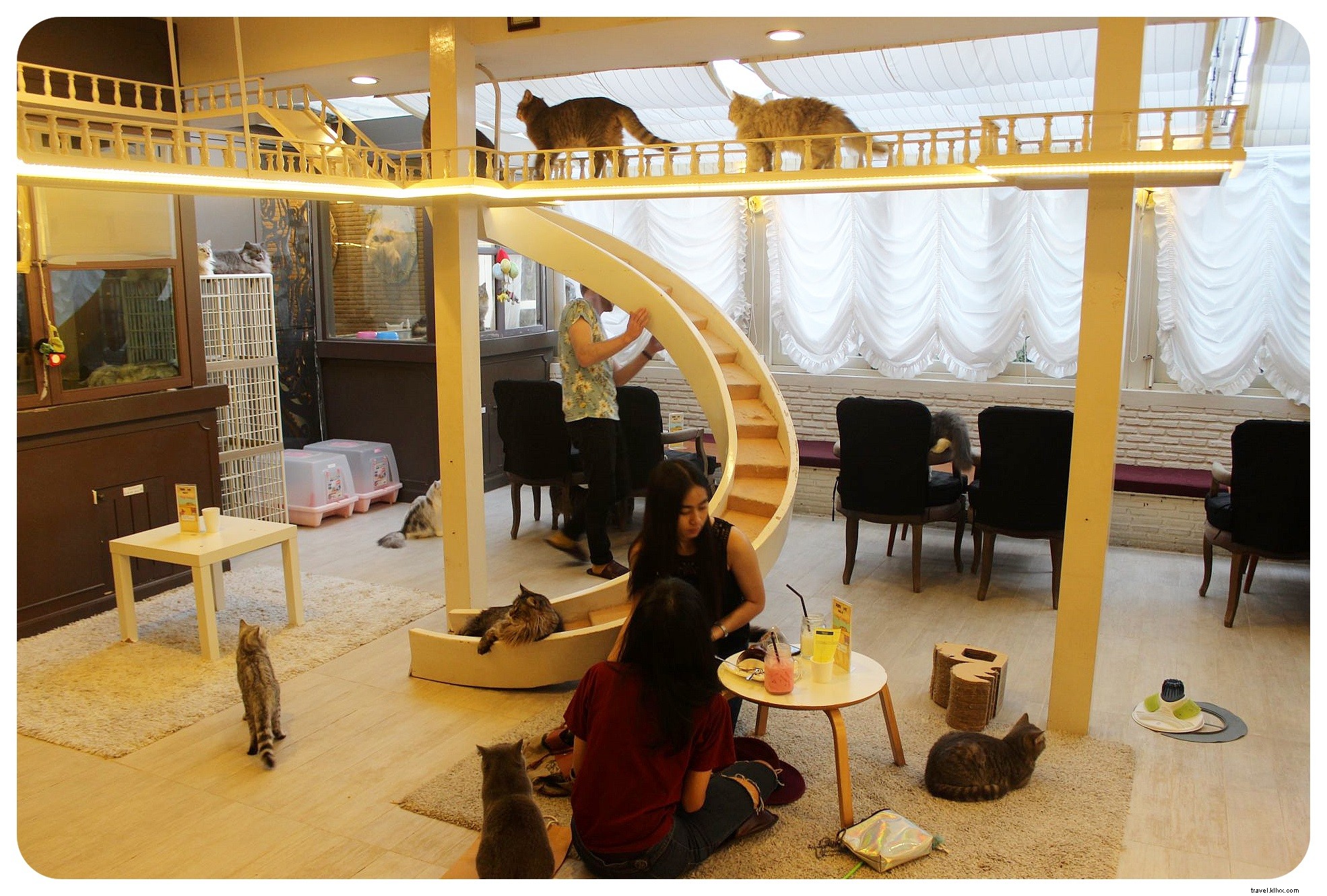 Pattes, moustaches et cappuccinos : immersion au Cat Café de Bangkok