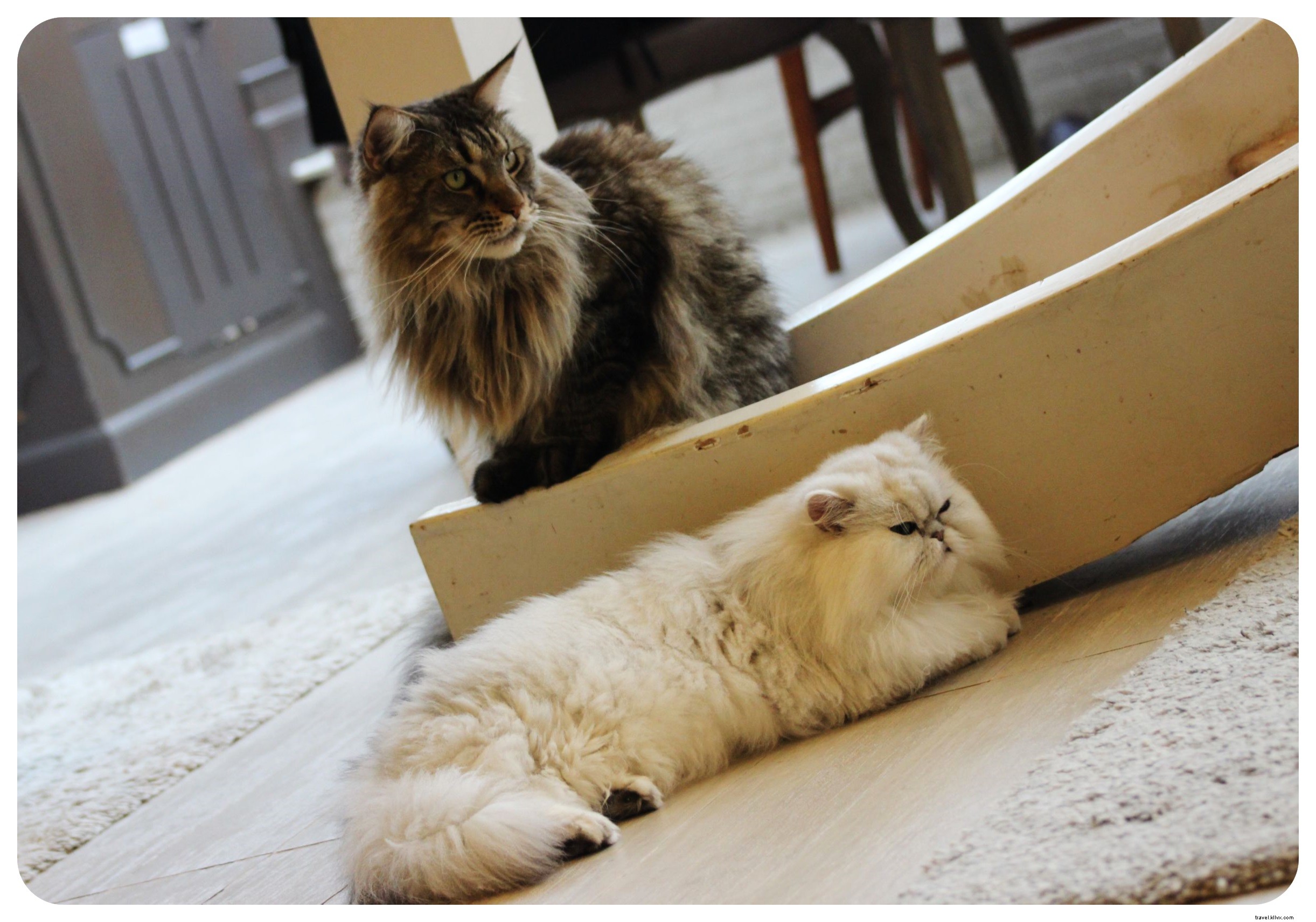 Pattes, moustaches et cappuccinos : immersion au Cat Café de Bangkok