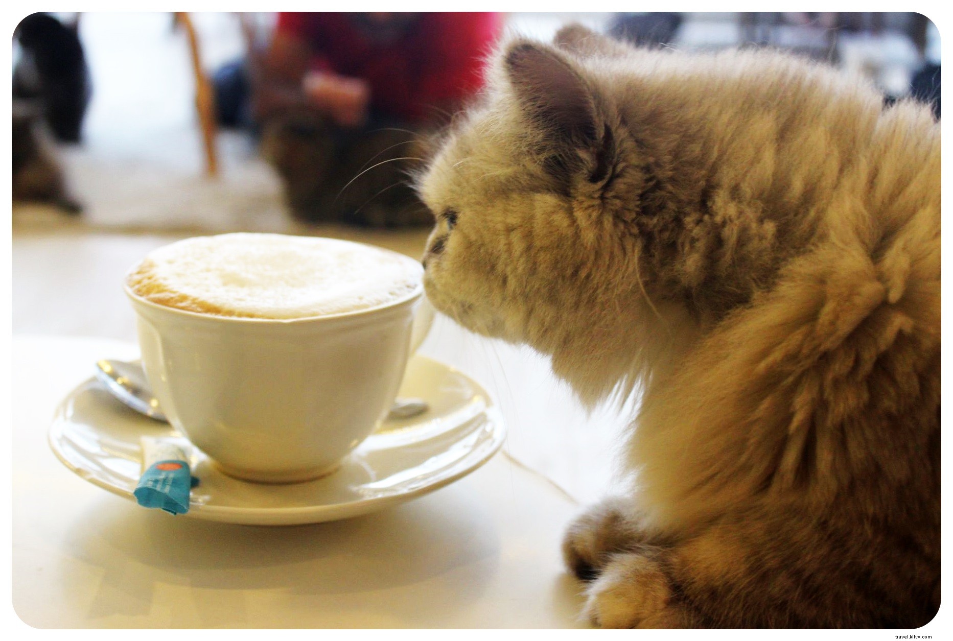 Pattes, moustaches et cappuccinos : immersion au Cat Café de Bangkok