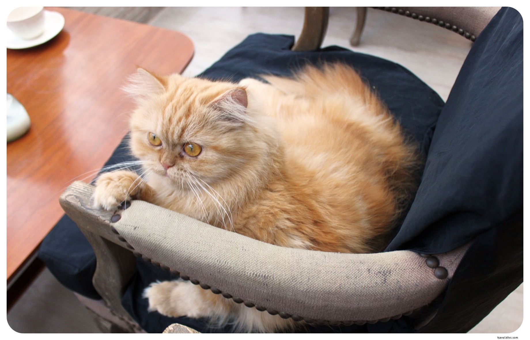 Pattes, moustaches et cappuccinos : immersion au Cat Café de Bangkok