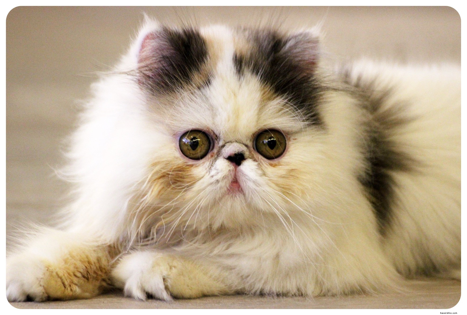 Pattes, moustaches et cappuccinos : immersion au Cat Café de Bangkok