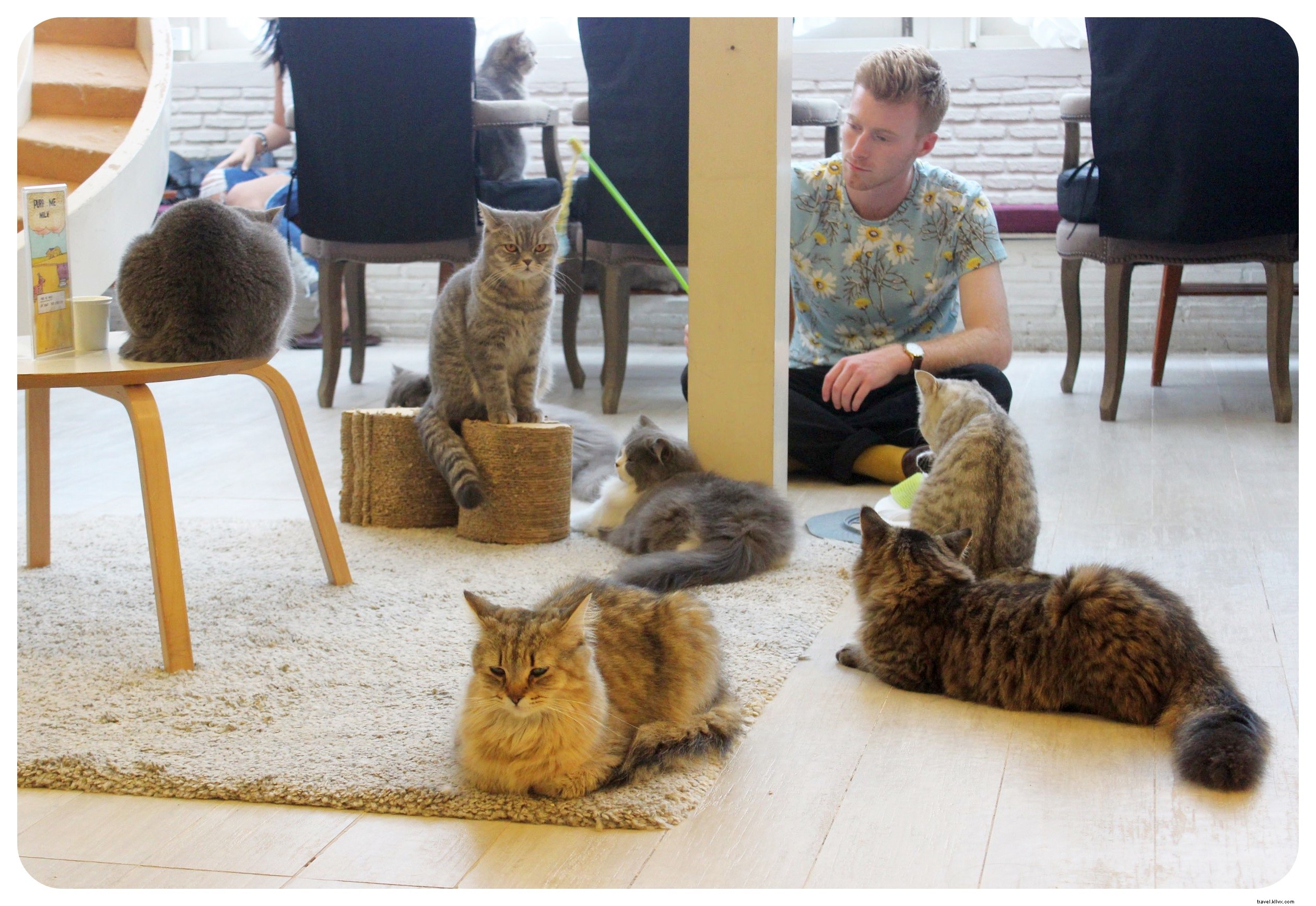 Pattes, moustaches et cappuccinos : immersion au Cat Café de Bangkok