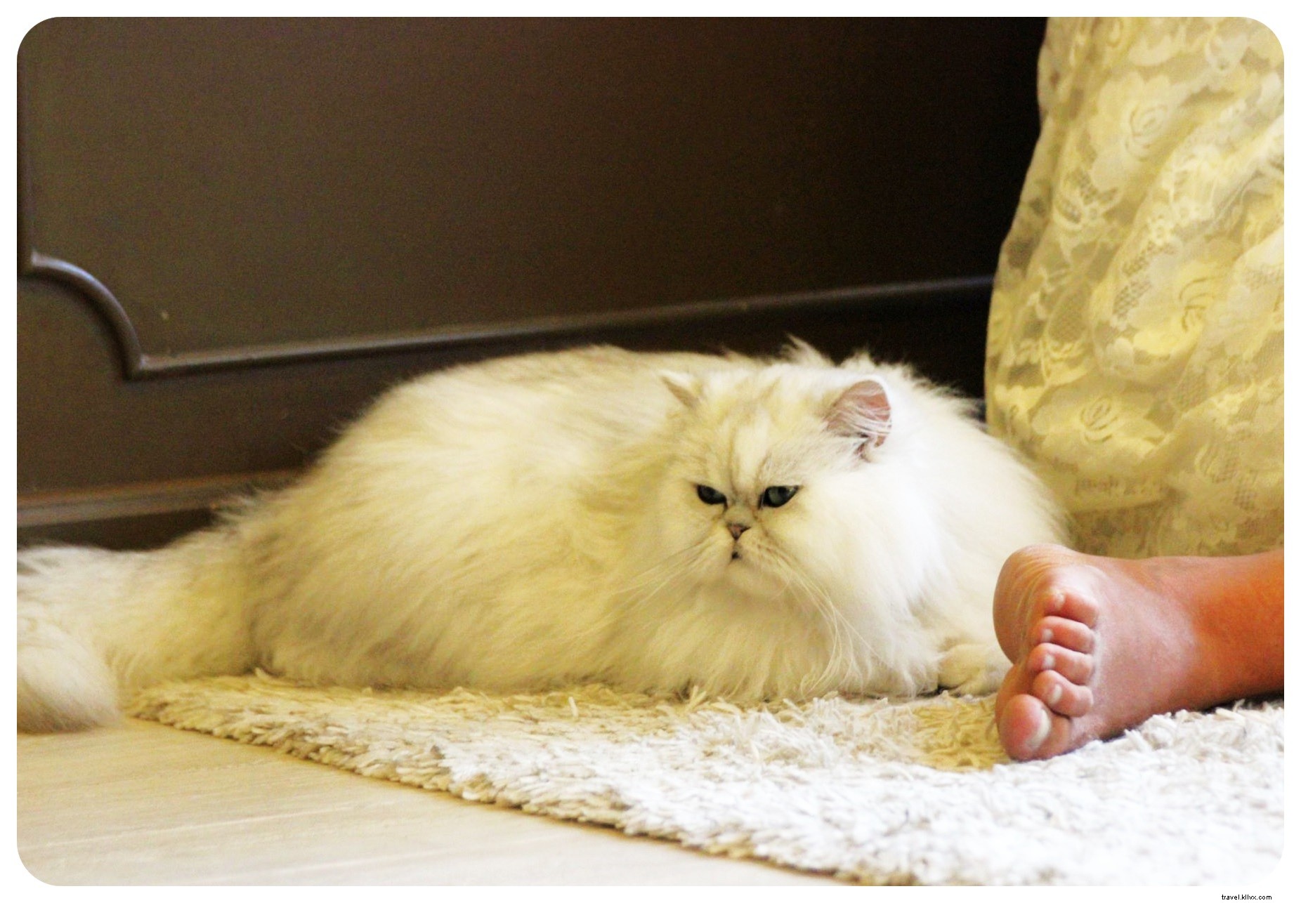 Pattes, moustaches et cappuccinos : immersion au Cat Café de Bangkok