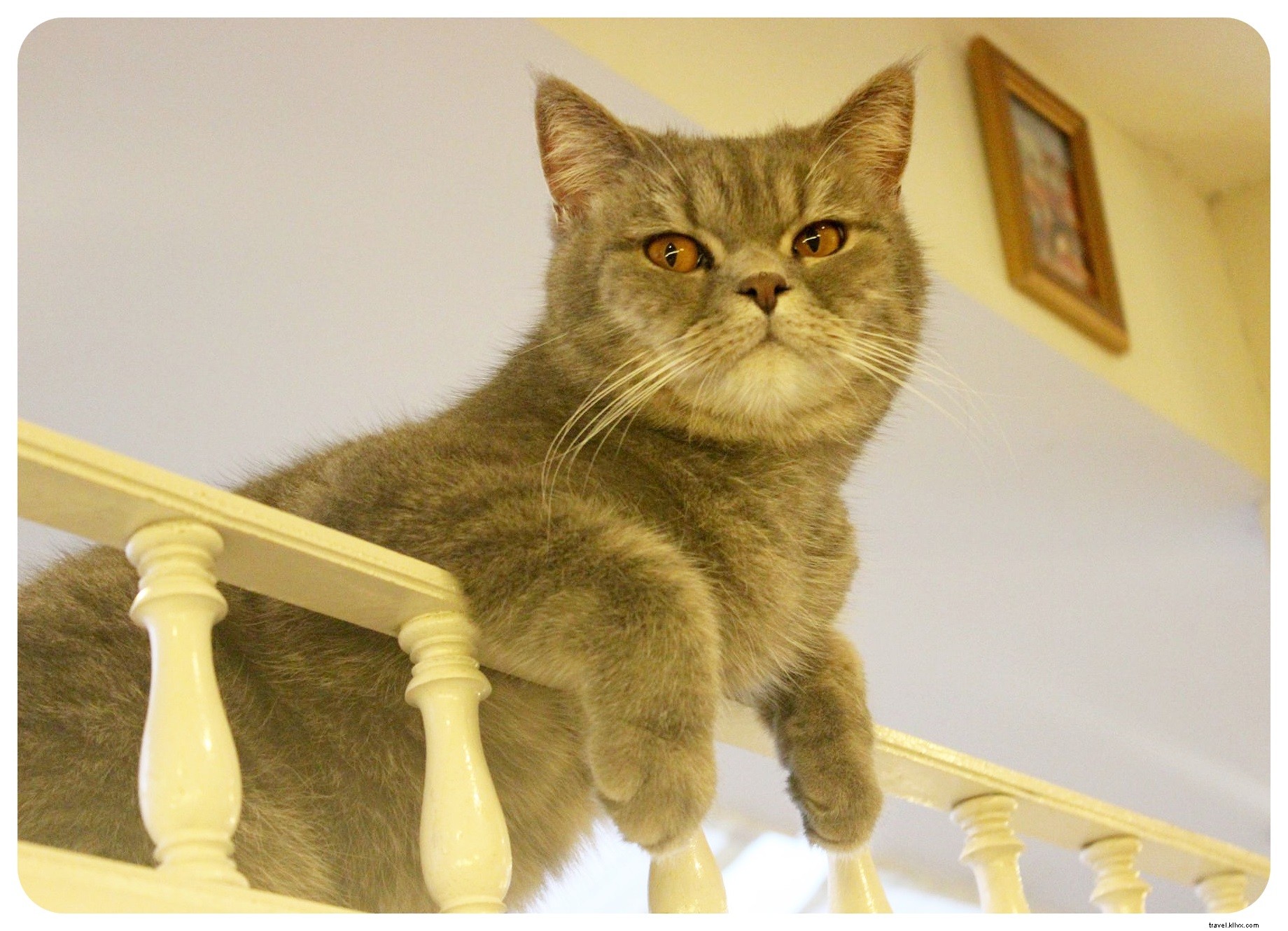 Pattes, moustaches et cappuccinos : immersion au Cat Café de Bangkok